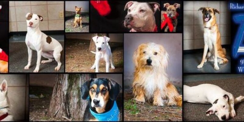 Richardson Animal Shelter