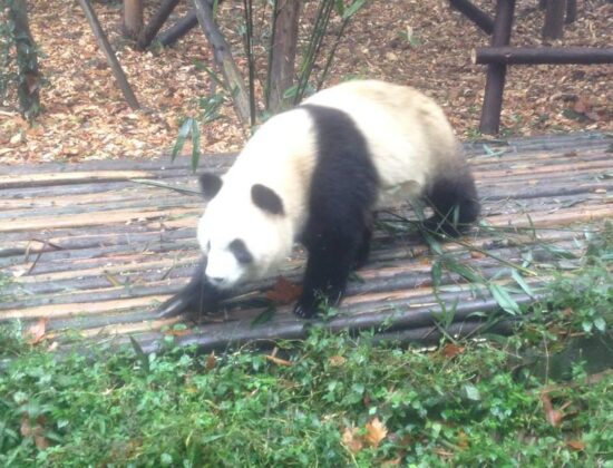 Chengdu Panda Base