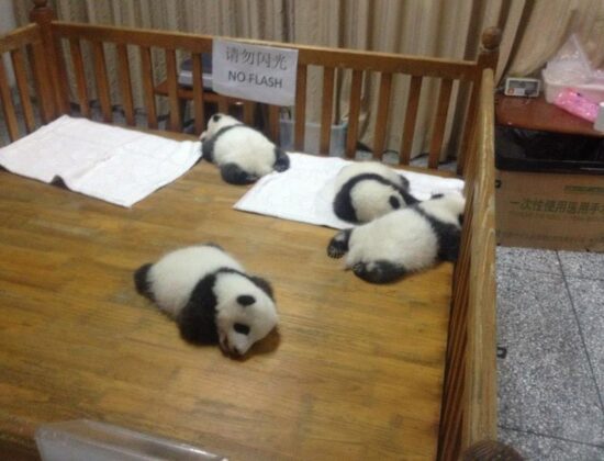 Chengdu Panda Base
