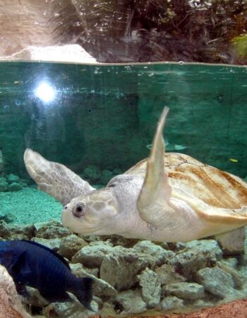 The Dallas World Aquarium