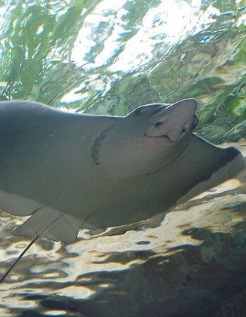 The Dallas World Aquarium