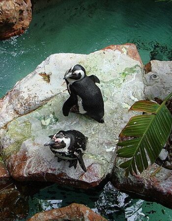 The Dallas World Aquarium