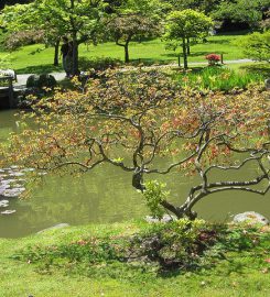 Japanese Tea Garden