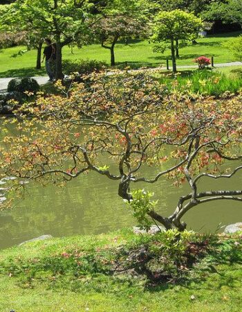 Japanese Tea Garden
