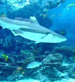 Okinawa Churaumi Aquarium