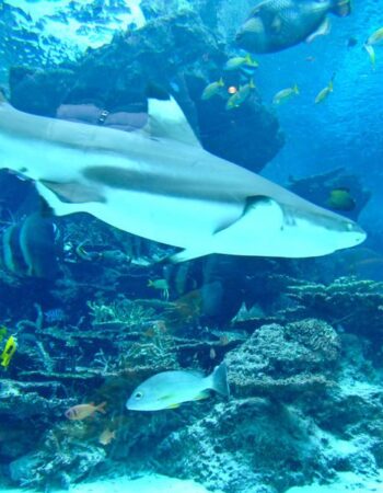 Okinawa Churaumi Aquarium