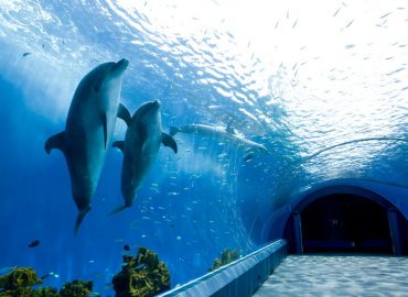 YOKOHAMA HAKKEIJIMA SEA PARADISE