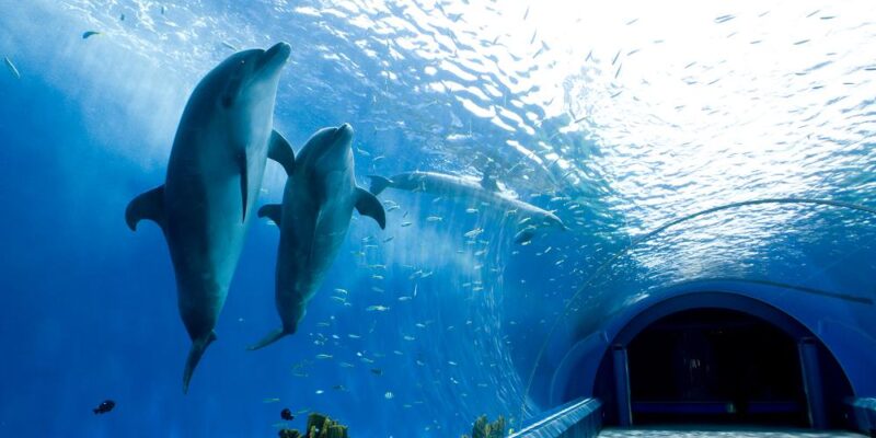 YOKOHAMA HAKKEIJIMA SEA PARADISE