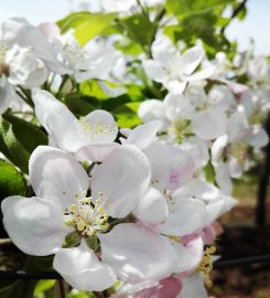 Essential Oils and Organic Apples