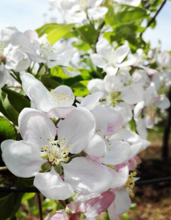 Essential Oils and Organic Apples