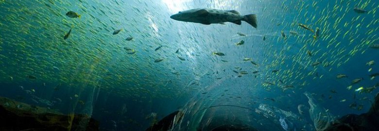 Georgia Aquarium