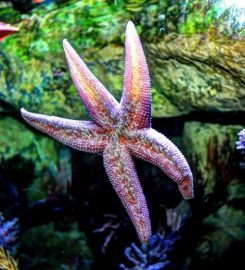 Aquarium of the Pacific