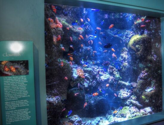 Aquarium of the Pacific