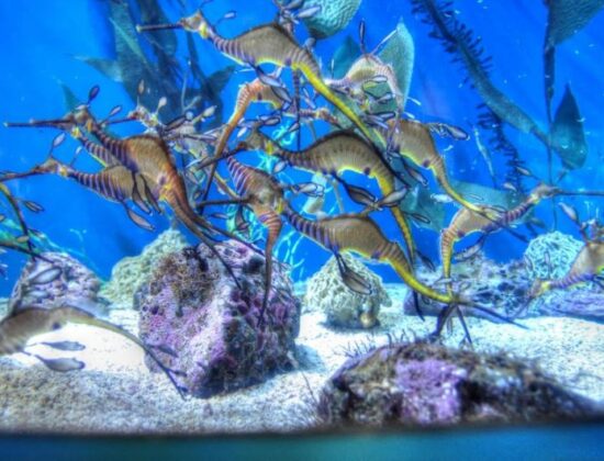 Aquarium of the Pacific