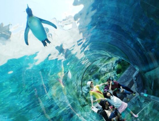 Asahiyama Zoo