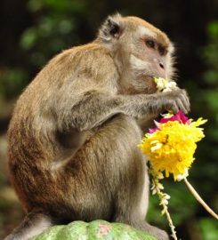 Batu Caves