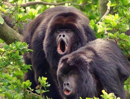 Monkey Jungle Park and Research Center
