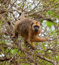 Monkey Jungle Park and Research Center