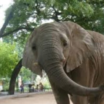 Buenos Aires Zoo