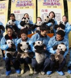 Chengdu Research Base of Giant Panda Breeding