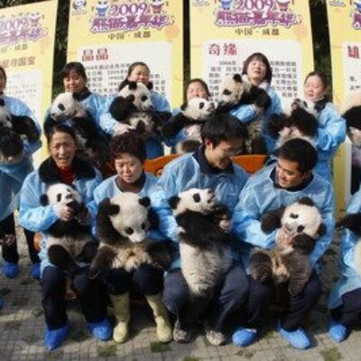 Chengdu Research Base of Giant Panda Breeding