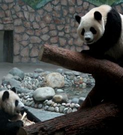 Chengdu Research Base of Giant Panda Breeding