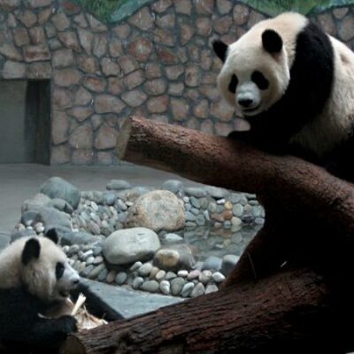 Chengdu Research Base of Giant Panda Breeding