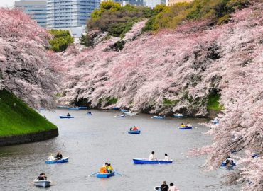 Chidorigafuchi Blossom & Boating