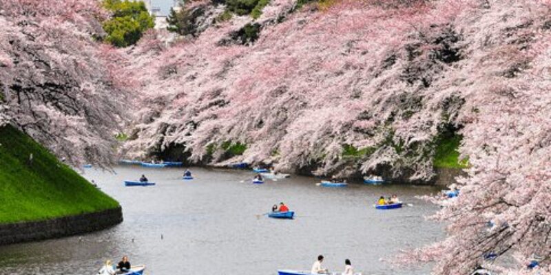 Chidorigafuchi Blossom & Boating