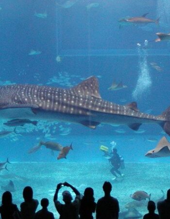The Dallas World Aquarium