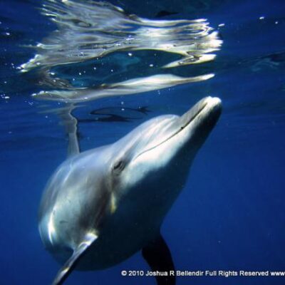 Mikura Jima (Dolphin Island)