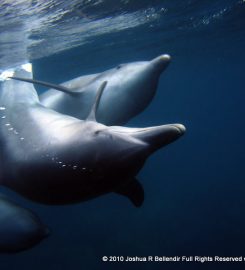 Mikura Jima (Dolphin Island)