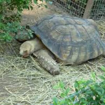 Hong Kong Zoological and Botannical Gardens