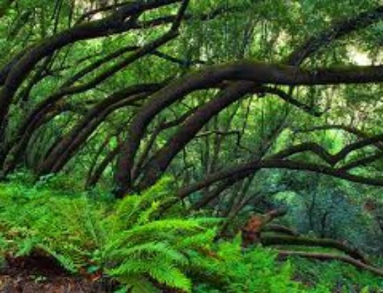 Botanic Regional Preserve