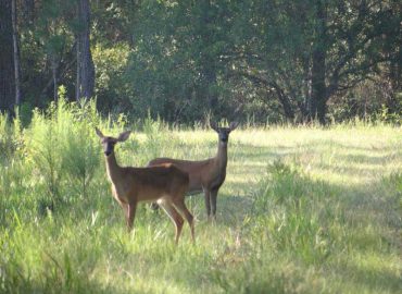 Cheap hunting Adventure