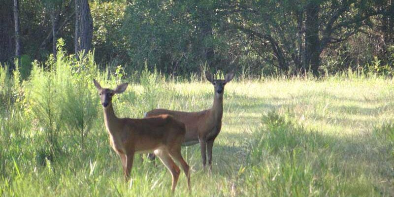 Cheap hunting Adventure