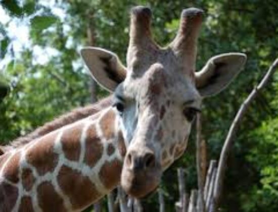 Woodland Park Zoo
