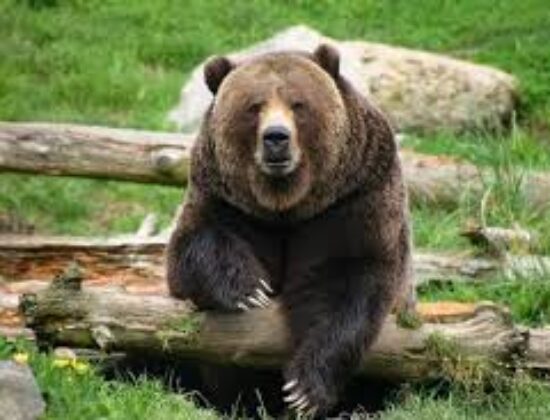 Woodland Park Zoo