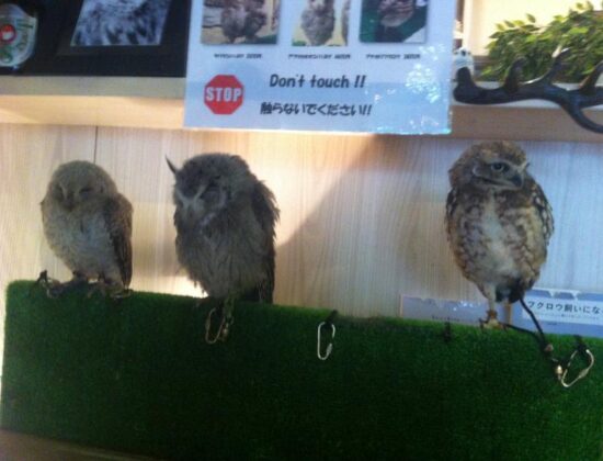 Bird Cafe!