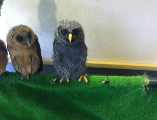 Bird Cafe!