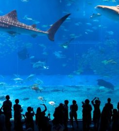 Okinawa Churaumi Aquarium