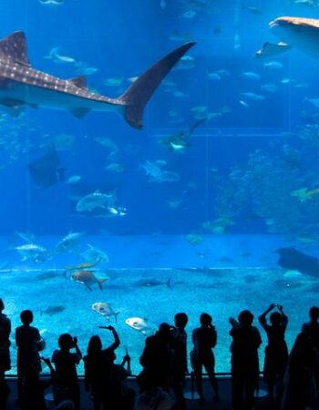 Okinawa Churaumi Aquarium