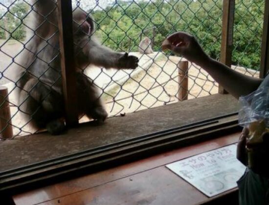 Iwatayama Monkey Park