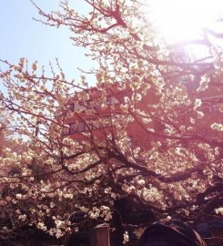 Japanese Plum Blossom Festival