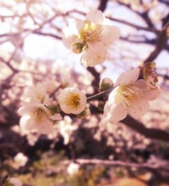 Japanese Plum Blossom Festival
