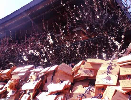 Japanese Plum Blossom Festival
