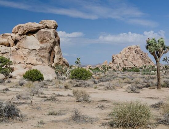 Joshua Tree National Park