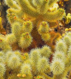 Joshua Tree National Park