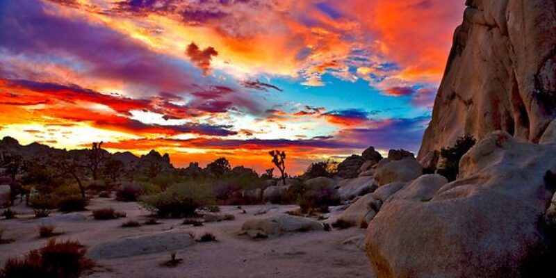 Joshua Tree Park