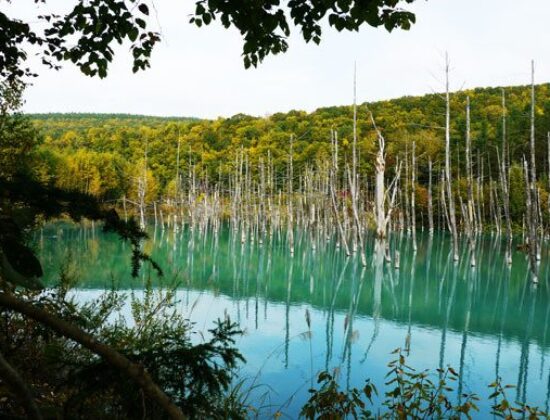 The Blue Pond